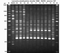 Aula de microevoluo e marcadores moleculares